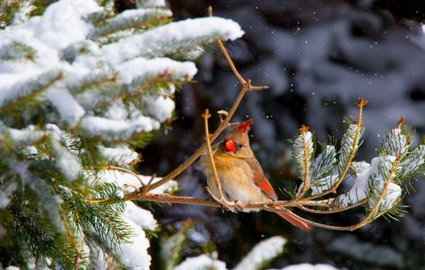 How to Create Winter Shelter for Birds Cardinals In Snow, Heated Bird Bath, Beautiful Winter Pictures, Farm Tips, Winter Safety, Bird Facts, Winter Gardens, Bird Feeding, Hanging Flower Baskets