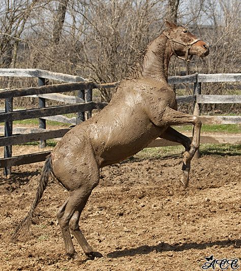 Quiet Pride Muddy Horse, Pride Love, Pigs, Love A, Horses, Animals