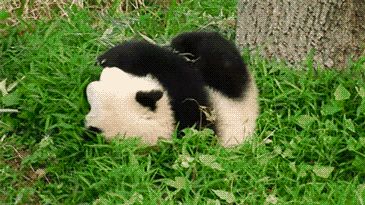 16 Times Pandas Were The Only Ones Who Mattered Panda Gif, Panda Bear, Gif, Black And White, White, Black