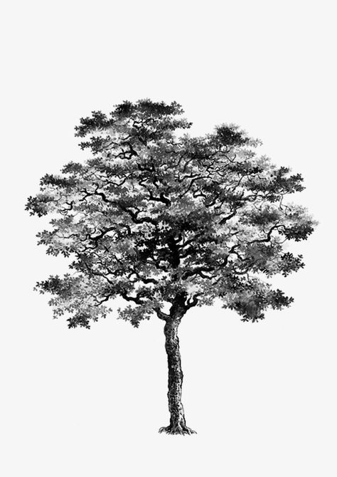 Black And White Tree Art, Trees Photoshop Architecture, Black And White Tree Drawing, Black Tree Painting, Photoshop Black And White, White Png Transparent, Tree Render, Black And White Trees, Trees Black And White