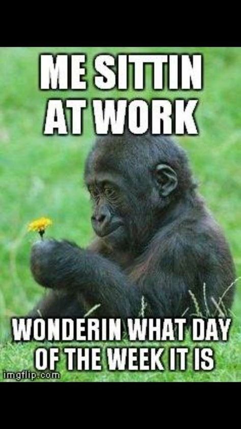 Xavier Rudd, Workplace Humor, Nursing Memes, Work Memes, Nurse Humor, Primates, Work Humor, Work Quotes, Love My Job