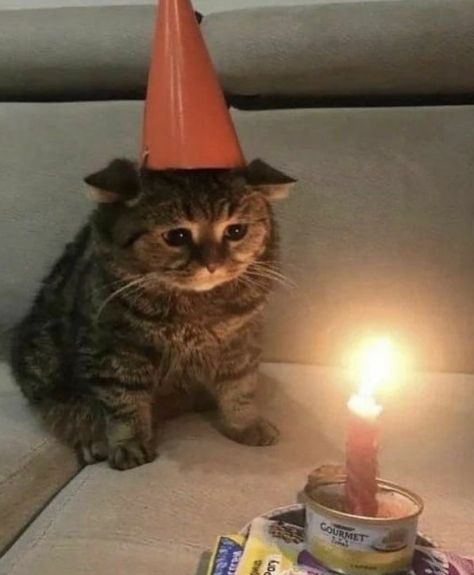 Lofi Playlist, A Cat, Make Your Own, Birthday