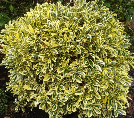 Emerald 'N' Gold Euonymus Shrub - an evergreen most often pruned ... Euonymus Shrub, Cherry Laurel Hedge, Euonymus Japonicus, Heather Plant, Bushes And Shrubs, Biennial Plants, Pink Fruit, Daffodil Bulbs, Coastal Gardens