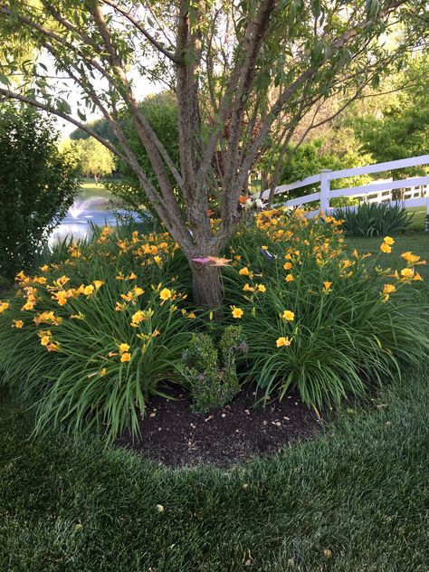 Day Lilies Landscaping, Almond Tree, Day Lilies, Landscaping Design, Landscape Ideas, Flowering Trees, Yard Landscaping, Daffodils, Vegetable Garden