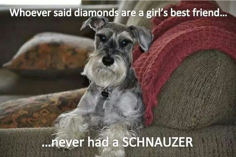 True! Schnauzer Quotes, Douglas Dog, Schnauzers Funny, Schnauzer Print, Black Schnauzer, Schnauzer Grooming, Schnauzer Art, Mini Schnauzer Puppies, Standard Schnauzer