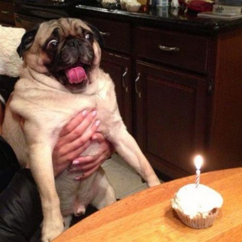 25 Pets Celebrating Their Birthdays - Awkward Galleries Birthday Pug, Anjing Pug, Happy Pug, 3 Dogs, Love My Dog, Pug Puppies, Pug Love, Funny Animal Memes, Pug Life