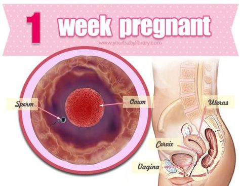 Weekly Guide to Pregnancy on Pinterest | Pregnancy, Being Pregnant and Second Trimester 1 Week Pregnant, Pregnant Symptoms, Baby First Week, Early Pregnancy Signs, Ivf Clinic, Chances Of Getting Pregnant, Pregnancy Guide, Fertility Center, Pregnancy Signs