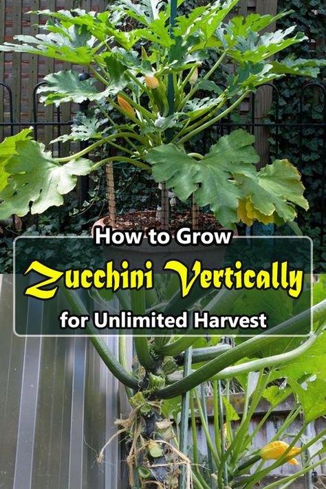 Learn How to Grow Zucchini Vertically to Save Space and Unlimited Harvest. This is great for a patio, balcony, or a mini backyard!