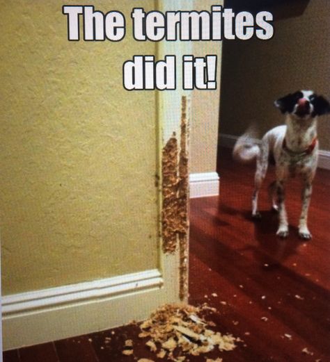 Real Estate Humor  http://griseldawiggins.com #REALTOR #puppylove #sandiego Pest Control Humor, Realtor Humor, Wood Termites, Real Estate Fun, House Salad, Termite Control, Salad Ideas, Pest Management, Real Estate Humor