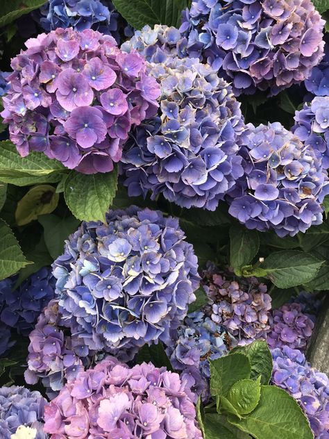 Classically Fashioned- Blue and Purple Hydrangeas from Nantucket, MA Purple Hydrangea Bouquet Wedding, Blue Purple Hydrangea Wedding, Purple Hydrangea Bouquet, Wedding Bouquets Hydrangea Purple, Blue Butterfly Wedding, Purple Hydrangea Wedding, Blue And Purple Hydrangea, Hydrangea Vine, Pink And Purple Hydrangeas