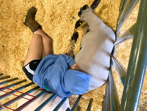 Stock Show Aesthetic, Sheep Showing, Livestock Show Outfits Sheep, Cute Showing Livestock Outfits, Ffa Aesthetic, Show Sheep, Goat Showing, Ffa Lamb, Show Lambs