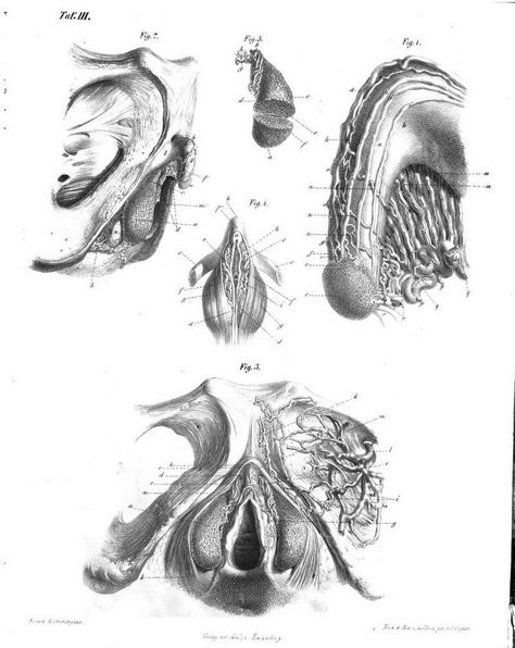 There are certainly exceptions. However, modern OB/GYN textbook anatomy only shows the course leading up to the clitoris (except in most recent Williams Gynecology, but it is not clearly labeled and… Genital Anatomy Drawing, Gross Anatomy, Master Studies, Science Fiction Illustration, Obstetrics And Gynaecology, Medical Anatomy, Female Anatomy, Anatomy Drawing, The Human Body