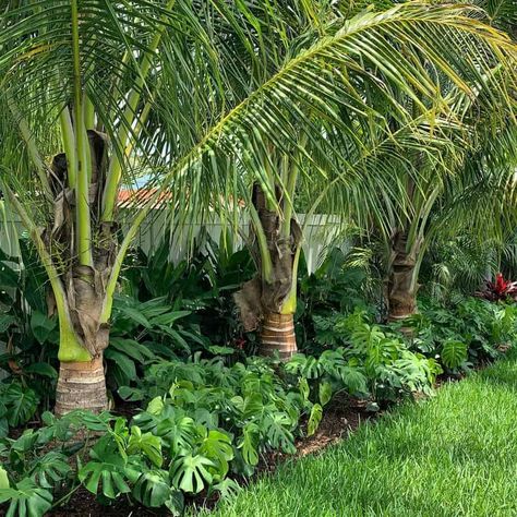 24 Florida Landscape Ideas for Your Backyard - Trendey Backyard Christmas Decor, Poolside Landscape Ideas, Florida Plants Landscaping, Backyard Christmas, Colorful Landscaping, Tropical Pool Landscaping, Landscaping Around Pool, Tropical Backyard Landscaping, Landscaping Along Fence