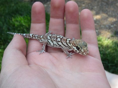 Gizmo - Pictus (Panther) Gecko Pictus Gecko, Crested Geckos, Crested Gecko, Leopard Gecko, Reptiles And Amphibians, Lizards, Gecko, Amphibians, Reptiles