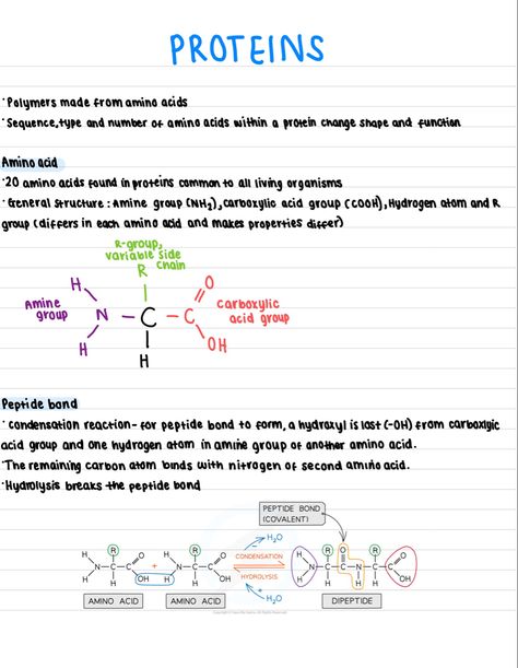 Biochemistry Amino Acids, Mcat Amino Acids, Biology Concepts, Biological Molecules, Protein Structure, Structural Formula, Cell Diagram, Peptide Bond, Ipad Notes