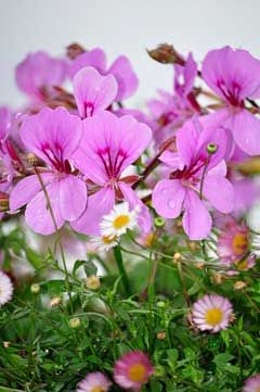 Herbal Flowers, Geranium Plant, Scented Geranium, Sensory Garden, Pelargonium Graveolens, Zone 9, Small Shrubs, Poor Circulation, Treat Acne