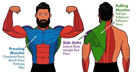 How to Build a V-Taper Physique (Ideal Shoulder-to-Waist Ratio) V Line Men Muscle, V Taper Workout Men, Lats Muscles Anatomy, V Taper Physique, V Taper, One Arm Row, Lifting Workouts, Lateral Raises, Back Squats