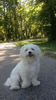 Dog Exercise, Maltese Puppy, Maltese Dogs, Best Dog Breeds, White Dog, Bichon Frise, Little Dogs, Dog Care, Maltese