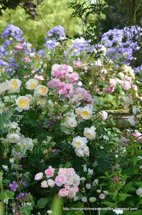 The Fatal Gift of Beauty — (via Pinterest: Discover and save creative ideas) Cottage Garden Roses, Garden Perennials, Purple Border, Companion Plants, Greenhouse Growing, Cottage Garden Design, Pastel Roses, English Cottage Garden, English Country Gardens