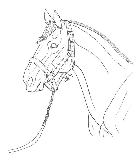 Thoroughbred Head Shot 1 by PureEbullience Thoroughbred Horse Drawing, Horses Head Drawing, Horse Drawing Base, Horse Lineart, Horse Line Art, Horses Drawing, Horse Head Drawing, Ride Drawing, Horse Outline