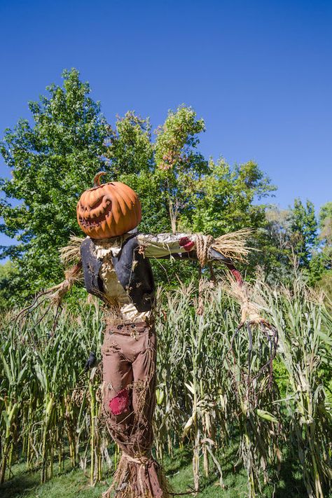 Jackolantern Scarecrow, Scarecrow Photography, How To Make A Scarecrow, Pumpkin Sentinel, Fantasy Scarecrow, Gothic Scarecrow, Ray Villafane, Harvest Scarecrow, Sustainable Scarecrow