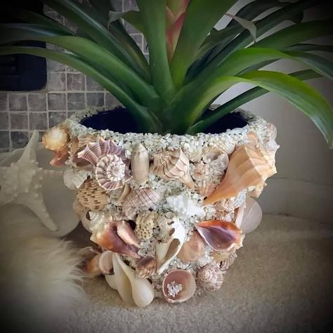 Shell Yeah, Seashell Projects, Shell Ideas, Captiva Island, She Sells Seashells, Sanibel Island, Creative Things, Shell Crafts, Sea Shell