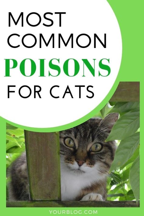 Mar 24, 2019 - Pet poison awareness. Top poisoning risks for cats. Medications, plants, chemicals, essential oils, and foods that pose a poisoning risk for your cats. Cat Petting, Cat Owner Tips, Catio Ideas, Cat Nutrition, Cat Tips, Cat Essentials, Cat Info, Healthy Cat, Cat Care Tips