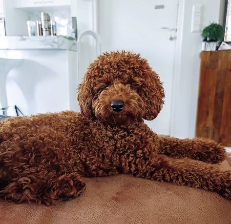 Mini Red Poodle Haircut, Red Moyen Poodle, Miniature Red Poodle, Miniature Poodle Cuts, Red Mini Poodle, Toy Poodle Puppy Cut, Chocolate Toy Poodle, Poodle Teddy Bear Cut, Red Toy Poodle