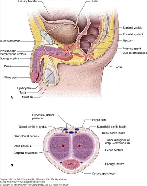 male reproductive system Reproductive System Anatomy, Genital Anatomy Drawing, Male Reproductive System, Male Reproductive System Notes, Female Reproductive System Anatomy Notes, Male Reproductive System Anatomy, Male Reproductive System Diagram, Human Male Reproductive System Diagram, Human Body Organs