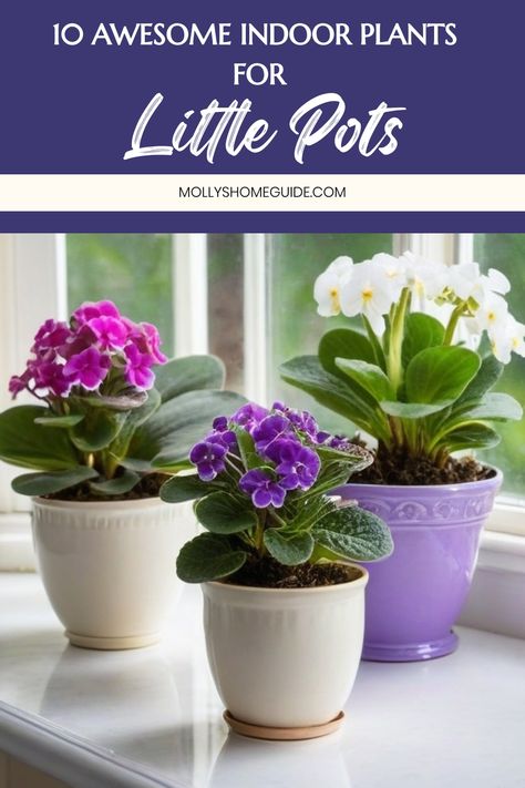 Discover the best indoor plants for small pots that are perfect for tiny spaces. These hard to kill houseplants are ideal for small apartments, bathrooms, or windowless areas. Consider teeny tiny plants like trailing peperomias that thrive in self-watering pots. Elevate your space with these compact beauties! Plants For Small Pots, Indoor Flowering Plants, Small Pots, Self Watering Pots, Moth Orchid, Tiny Plants, Best Indoor Plants, Indoor Flowers, Tiny Spaces