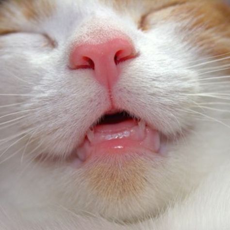 Kitty giggles Cat Teeth, Cat Nose, Tiny Cats, Curious Cat, Here Kitty Kitty, Cat Life, I Love Cats, Kitty Kitty, Pretty Cats