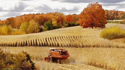 Harvest Autumn Wallpaper Free Corn Harvest, Fields Of Gold, Farms Living, Down On The Farm, Case Ih, Autumn Beauty, Old Barns, Country Farm, Lombok