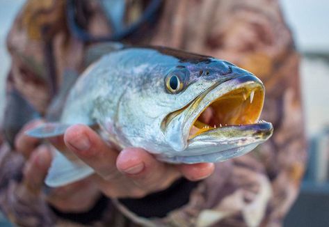 speckled trout 2 Speckled Trout Fishing, Speckled Trout, Summer Fishing, Moving Water, Largemouth Bass, Fact Sheet, Trout Fishing, Red Fish, Fishing Trip