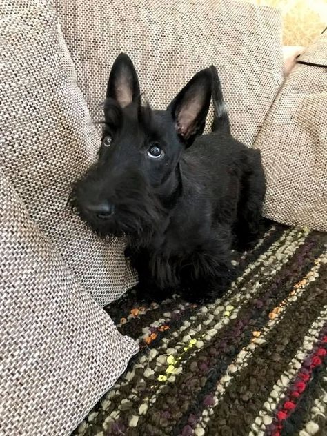 Scottie Puppies, Scottie Terrier, Psy I Szczenięta, Scottie Dogs, Scottish Terriers, American Pit Bull Terrier, Pretty Animals, Bull Terrier Dog, American Pit