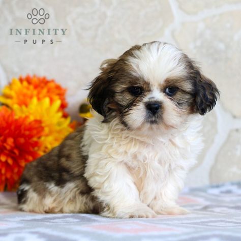 Shih-tzu Puppies For Sale • Adopt Your Puppy Today • Infinity Pups Chow Puppies For Sale, Cute Puppies For Sale, Shih Tzu Puppies, Puppy Finder, Teacup Puppies For Sale, Shih Tzu Puppy, Teacup Puppies, Puppy Adoption, Small Dog Breeds