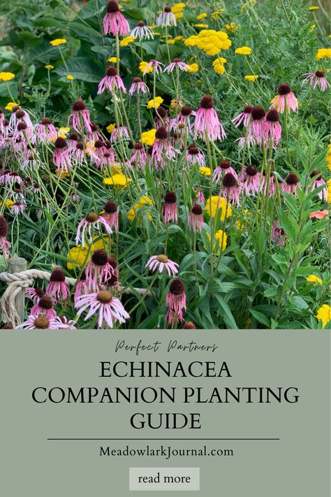 echinacea companion plants Planting Coneflower Seeds, Echinacea Companion Plants, Coneflower Garden Design, Poppy Companion Plants, Coneflower Companion Plants, Coneflower Landscaping, Cutleaf Coneflower, Coneflower Garden, Cottage Yard