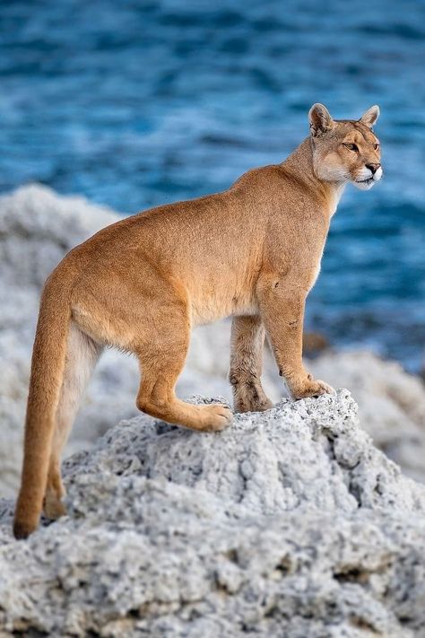 Puma Pictures, Puma Tattoo, Pumas Animal, Puma Animal, Big Cat Species, Paws And Claws, Puma Cat, Mountain Lion, Rare Animals