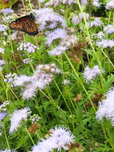 Top 15 Native Texas Plants to Grow - Native Backyards Native Texas Plants, Plants Porch, Texas Landscaping, Texas Plants, Texas Native Plants, Bird Fountain, Garden Flowers Perennials, Texas Landscape, Landscaping Backyard