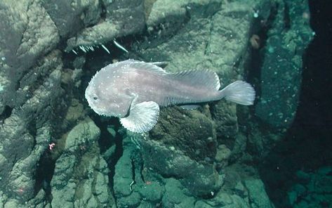 A blobfish in their natural habitat – underwater at 4,790 feet (1,460 meters.) #blobfish #uglyfish #ugly #misunderstood Blob Fish In Water, Cool Sea Creatures, Blob Fish, Funny Prom, Deep Sea Life, Weird Sea Creatures, Ugly Animals, Photo Fails, Deep Sea Fishing