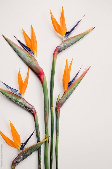 Birds Of Paradise On A White Background. Download this high-resolution stock photo by Kelly Knox from Stocksy United. Birds Of Paradise Floral Arrangement, Bird Of Paradise Flower Drawing, Tropical Flowers Photography, Flower Of Paradise, Bird Of Paradise Illustration, Birds Of Paradise Plant, Bird Of Paradise Flower, Bird Of Paradise Plant, Flower Identification