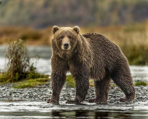 Grizzly Bear Photography, Land Creatures, Bear Photography, Bear Sketch, American Black Bear, Mountains Aesthetic, Bear Paintings, Cute Animal Memes, Print Foto