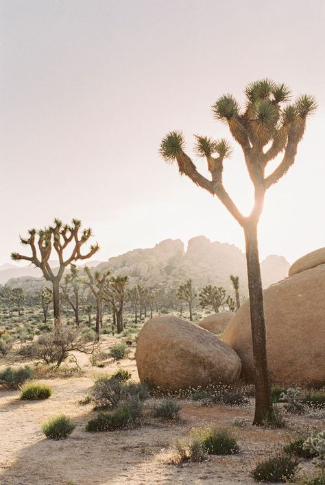 joshua tree national park elopement  — Gaby J Photography #travel #summerviews Joshua Tree Park, Sunset Elopement, Desert Aesthetic, National Parks Photography, Desert Dream, Desert Life, Tree Tree, Desert Vibes, Image Nature