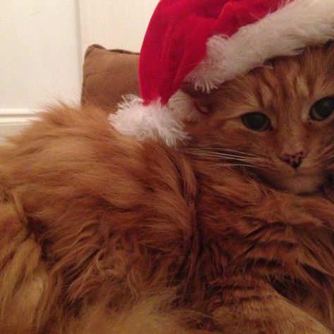 My cat didn't appreciate her Santa hat! Santa Hat Aesthetic, Forever Winter, Hat Aesthetic, Christmas Hat, My Cat, Santa Hat, Kitty, Hats, Animals