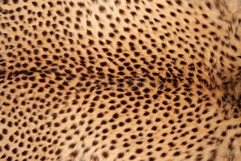 Cheetah skin. Close-up view of the skin of a cheetah (Acinonyx jubatus , #AFF, #Close, #skin, #Cheetah, #view, #jubatus #ad Cheetah Skin, Fur Pattern, Print Inspiration, Real Fur, Zebras, The Skin, Cow Print, Animal Print Rug, Savannah Chat