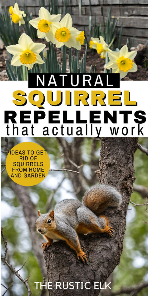 Squirrel Repellent Spray, Diy Squirrel Repellent Homemade, Get Rid Of Squirrels In Yard, Ground Squirrels How To Get Rid Of, Natural Squirrel Repellent, Homemade Squirrel Repellent, Squirrel Deterrent Garden, How To Get Rid Of Squirrels, Keeping Squirrels Out Of Garden