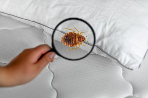 Senior Living Apartments, Red Insects, Kill Bed Bugs, Kill Bugs, Rid Of Bed Bugs, Household Pests, Diy Pest Control, Bug Control, Bed Bug