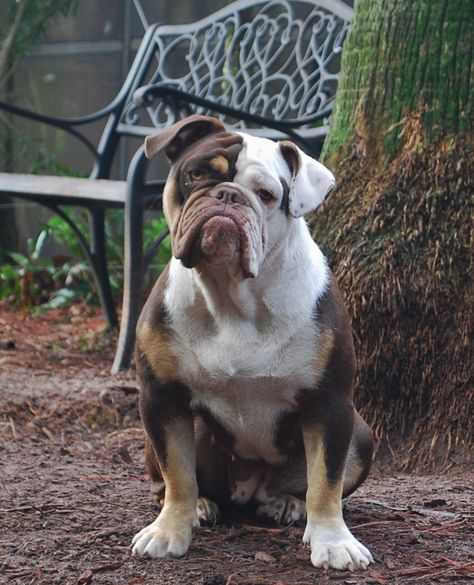 Olde English Bulldogge Puppy Colors | Olde South Bulldogges % English Bulldog Full Grown, Olde English Bulldog Puppies, Bulldog Images, Lovers Tattoo, English Dogs, Olde English Bulldogge, Cute Bulldog Puppies, Tattoos For Dog Lovers, Bully Breeds Dogs