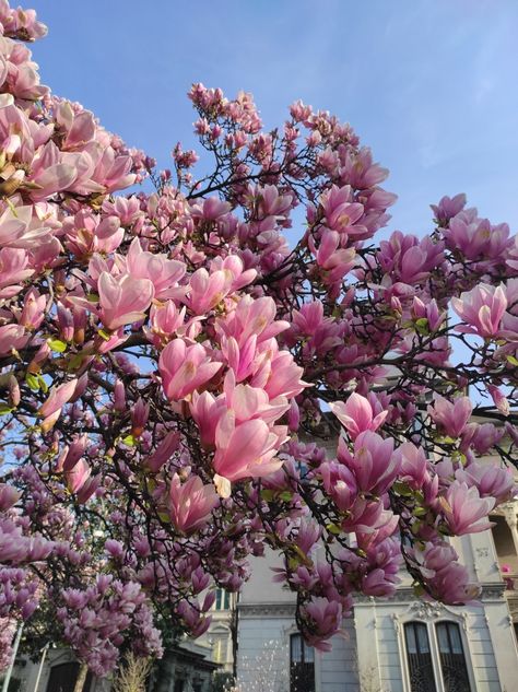 Magnolia flowers in spring, Milan, Italy Magnolia Flower Aesthetic, Magnolia Aesthetic, Magnolia Flower, Magnolia, Milan, Italy, Flowers, Plants