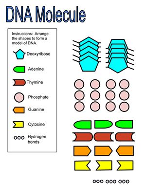 DNA - Build It Dna Replication Model, Dna Activities, Dna Replication, Dna Molecule, Dna Model, Biology Lessons, Background Information, Cut And Paste, Biology