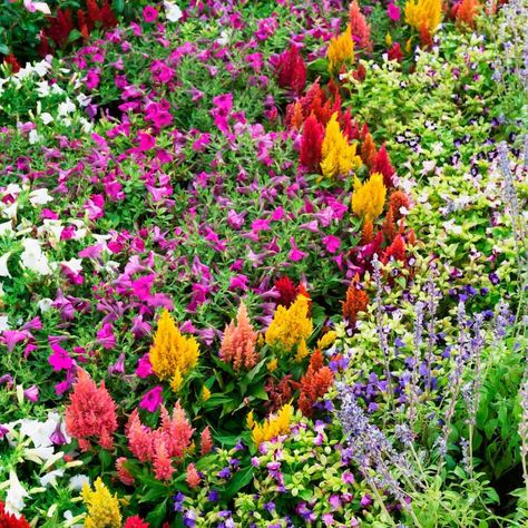 Our Favorite Flower Bed Ideas for Full Sun Drought Tolerant Annuals, Full Sun Flowers, Easy Perennials, Mexican Sunflower, Drought Tolerant Garden, Flower Bed Ideas, Small Shrubs, Unusual Flowers, Easy Plants